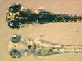 Zebrafish embryos