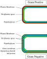 Diagram of Gram-positive cell wall