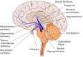 Nigrostriatal pathway