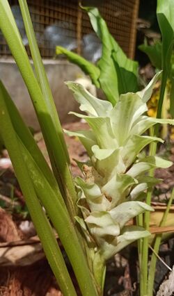 Turmeric flower
