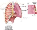 Lungs and chest wall