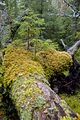 Berge naturreservat omkullfallet liten tall