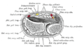 Extensor pollicis brevis muscle