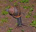 Snail