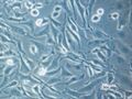 CHO cells adherent