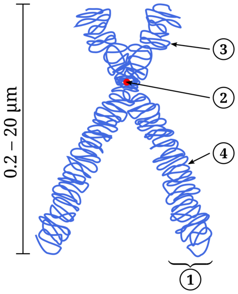 File:Chromosome.png