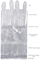 Brunner's glands