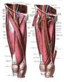 Detailed anatomy of the thigh