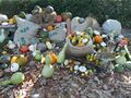 2016-11-10 Cucurbits (Cucurbitaceae) Madrid Botanico
