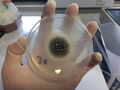 Aspergillus niger