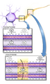 Illustration of action potential in a nerve.