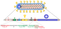 Viruses-04-01878-g005