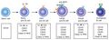 Early B cell development