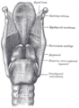 Vein with venous valve