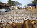 Dried fish