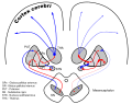 Dopamine loops in Parkinson's Disease