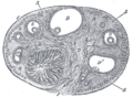 Corpus luteum