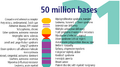 Human chromosome 21 description
