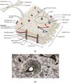 Diagram of Compact Bone