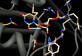 Active site of Thymidylate Synthase