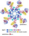 Atomic model of the apoptosome