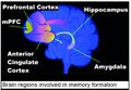 Brain regions in memory formation