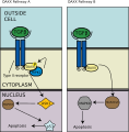 DAXX Pathway