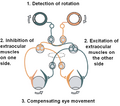 Simple vestibulo-ocular reflex
