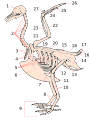 Skeleton of a bird