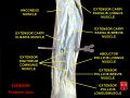Extensor pollicis brevis muscle
