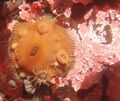 Brooding sea anemone Epiactis prolifera