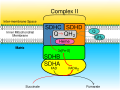 Diagram of succinate dehydrogenase