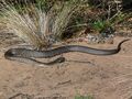 King Island Tiger Snake