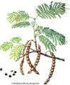 Anadenanthera peregrina tree
