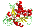 Carboxypeptidase A structure