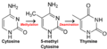 Cytosine becomes thymine