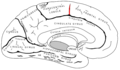 Paracentral sulcus