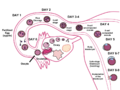 Human fertilization