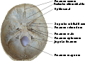 Jugular foramen