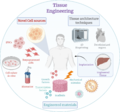 Tissue engineering scaffold