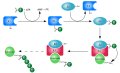 Ubiquitylation process
