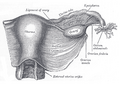 The arteries of the female pelvis