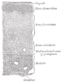 Zona reticularis illustration from Gray's Anatomy