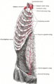 Inferior epigastric vein