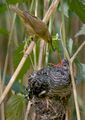 Reed warbler feeding a cuckoo