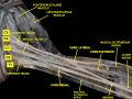 Posterior cord of the brachial plexus