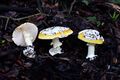 Group of Amanita calyptroderma in Oakland