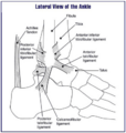 Ankle