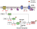Glucagon activation process