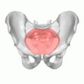Animation of the pelvic inlet